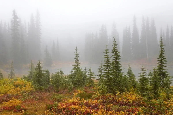 USA, Washington, Mount Rainier National Park, Reflection Lakes. View of trees and lake in mist