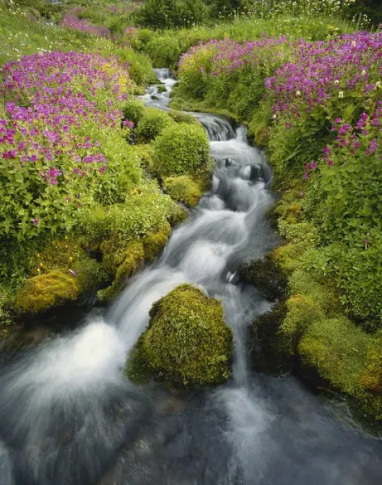 Framed Print : USA, Washington, Mount Rainier National Park, Pink Monkey Flowers growing along stream Framed Print : USA, Washington, Mount Rainier National Park, Pink Monkey Flowers growing along stream