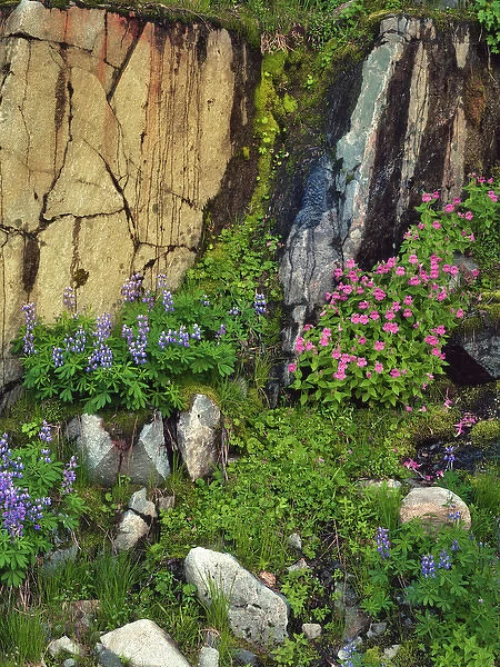 USA, Washington, Mount Rainier National Park. Lupine and monkey flower scenic. Credit as