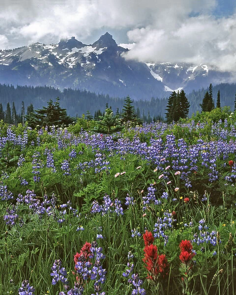 USA, Washington, Mount Rainier National Park. Lupine and paintbrush in meadow. Credit as
