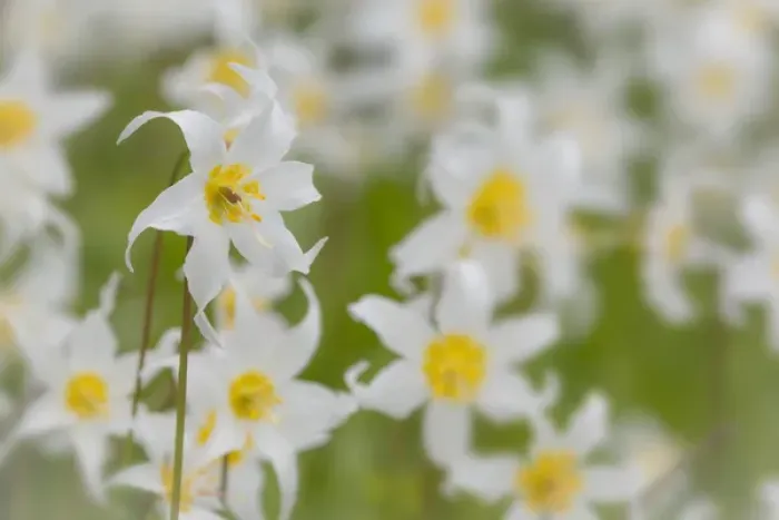 Framed Print : USA, Washington, Mount Rainier National Park. Close-up of avalanche lilies. Credit as Framed Print : USA, Washington, Mount Rainier National Park. Close-up of avalanche lilies. Credit as