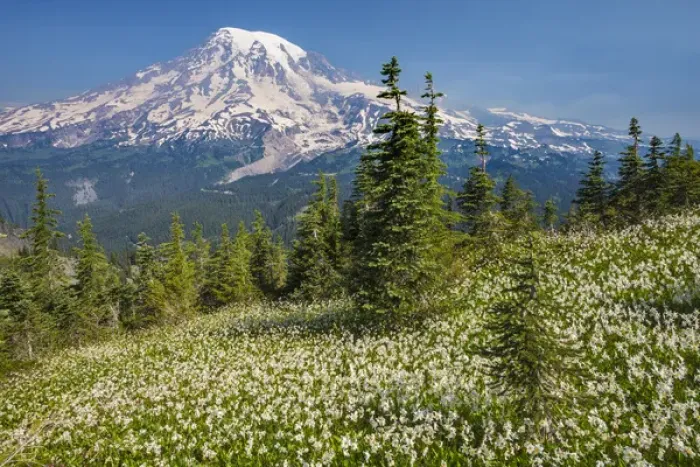 Framed Print : USA, Washington, Mount Rainier National Park. Avalanche lilies and Mount Rainier Framed Print : USA, Washington, Mount Rainier National Park. Avalanche lilies and Mount Rainier