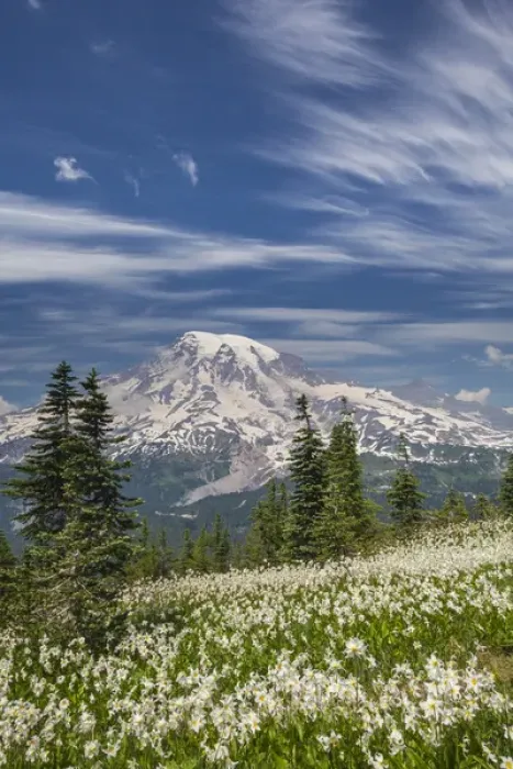 Framed Print : USA, Washington, Mount Rainier National Park. Avalanche lilies and Mount Rainier Framed Print : USA, Washington, Mount Rainier National Park. Avalanche lilies and Mount Rainier