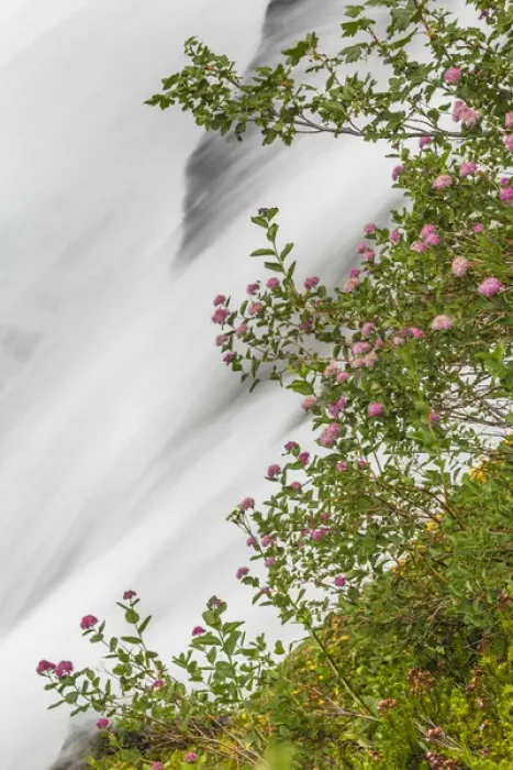 Framed Print : USA, Washington, Mount Rainier National Park. Wildflowers and waterfall in Paradise Creek Framed Print : USA, Washington, Mount Rainier National Park. Wildflowers and waterfall in Paradise Creek