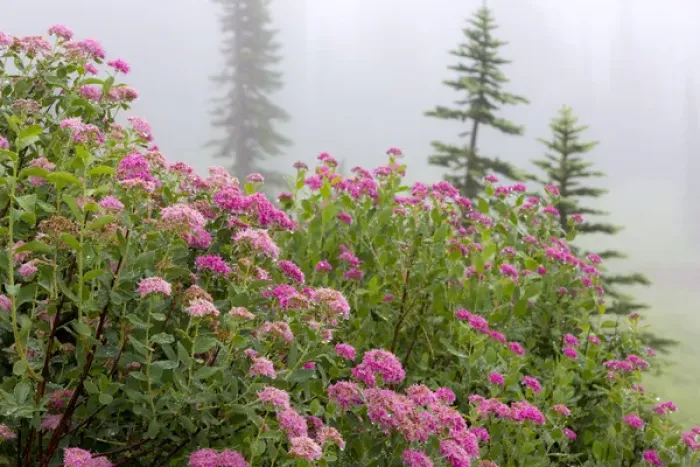 Framed Print : USA, Washington, Mount Rainier National Park. Close-up of wildflowers. Credit as Framed Print : USA, Washington, Mount Rainier National Park. Close-up of wildflowers. Credit as