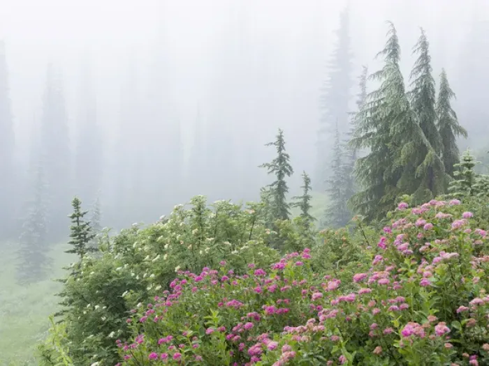 Framed Print : USA, Washington, Mount Rainier National Park. Wildflowers in misty forest. Credit as Framed Print : USA, Washington, Mount Rainier National Park. Wildflowers in misty forest. Credit as
