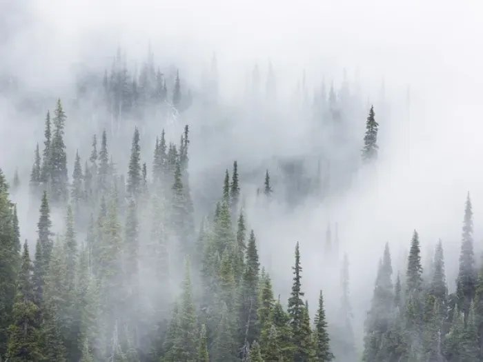Framed Print : USA, Washington, Mount Rainier National Park. Landscape of fog in forest. Credit as Framed Print : USA, Washington, Mount Rainier National Park. Landscape of fog in forest. Credit as