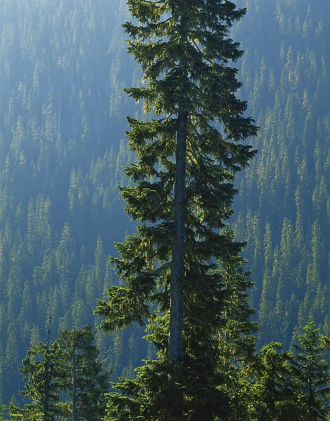 USA, Washington, Mount Ranier National Park, Old-growth forest above Chinook Creek