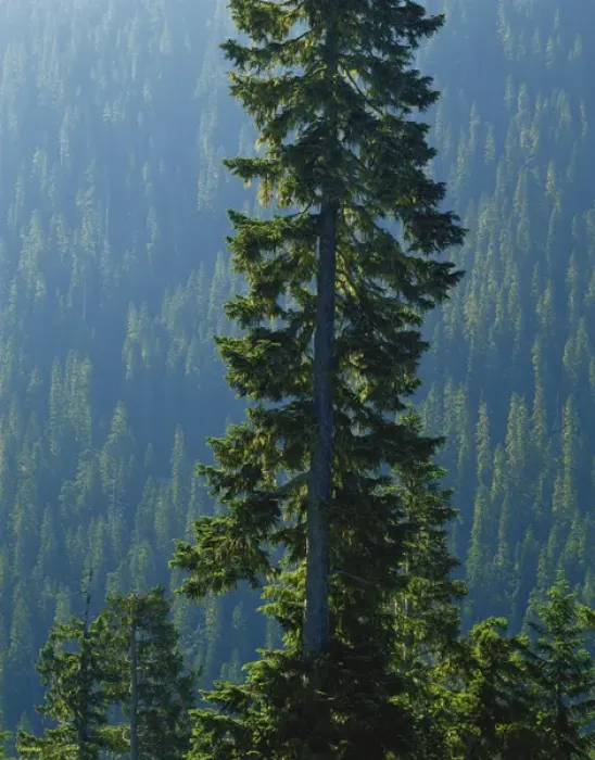 Framed Print : USA, Washington, Mount Ranier National Park, Old-growth forest above Chinook Creek