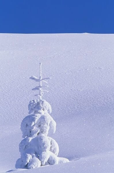 USA, Washington, Mount St. Helens National Park. Snow covered tree