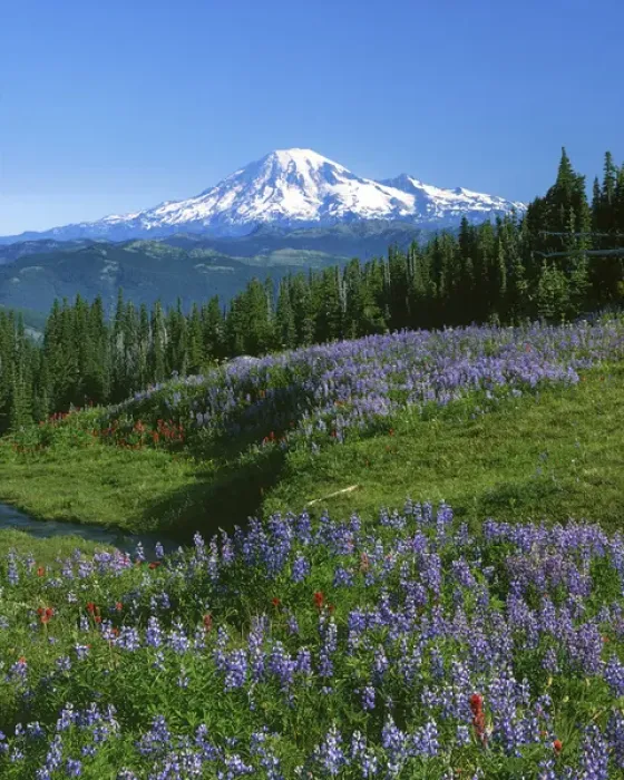 Framed Print : USA, Washington, Mt, Adams Wilderness, Meadows, Mt. Rainer in distance Framed Print : USA, Washington, Mt, Adams Wilderness, Meadows, Mt. Rainer in distance