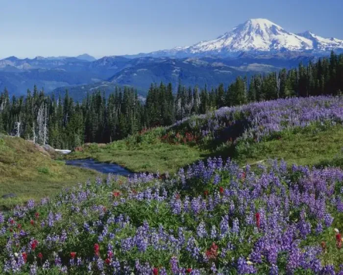 Framed Print : USA, Washington Mt. Adams Wilderness, Meadows with Mt. Rainier in distance