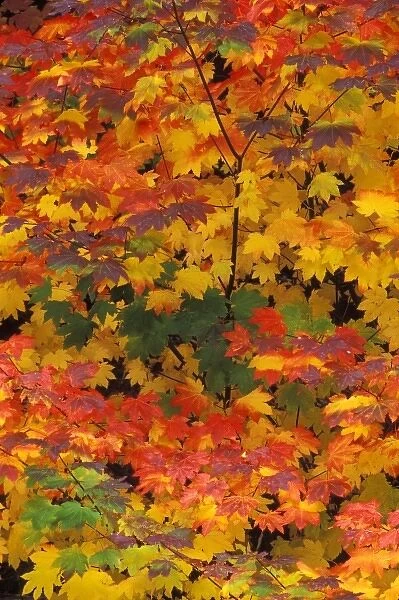 USA, Washington, Mt. Baker  /  Snoqualmie National Forest, Vine maple fall colors