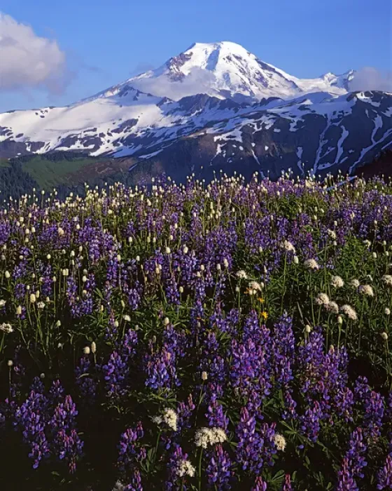 Framed Print : USA, Washington, Mt. Baker Snoqualmie National Forest, Meadows
