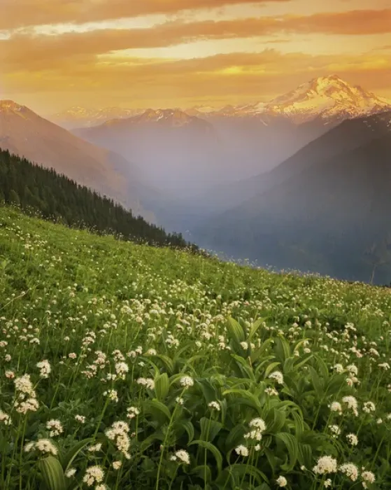 Framed Print : USA, Washington, Mt. Baker-Snoqualmie National Forest, Glacier Peak Wilderness, Meadow Framed Print : USA, Washington, Mt. Baker-Snoqualmie National Forest, Glacier Peak Wilderness, Meadow