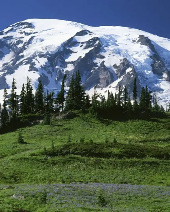Framed Print : USA, Washington, Mt. Rainier National Park, Mt. Rainier from Paradise Meadows Framed Print : USA, Washington, Mt. Rainier National Park, Mt. Rainier from Paradise Meadows