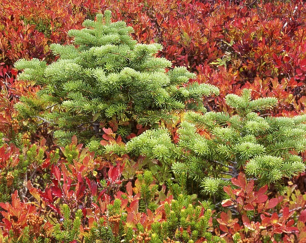 USA, Washington, Mt. Rainier National Park. Silver fir tree and hucklberry. Credit as