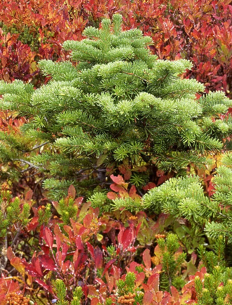 USA, Washington, Mt. Rainier National Park. Silver fir tree and huckleberry. Credit as