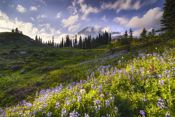USA, Washington, Mt. Rainier National Park. Mountain meadow with wildflowers