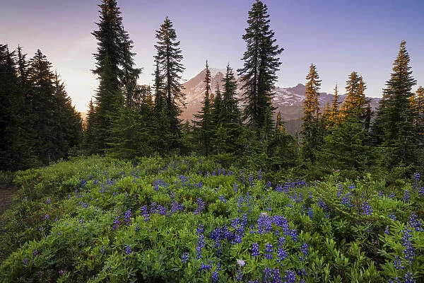USA, Washington, Mt Rainier National Park. Alpine meadow and Mt. Rainier
