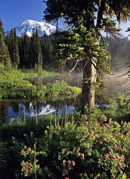 USA, Washington, Mt. Rainier National Park. Mountain spirea blossoms and Mt. Rainier