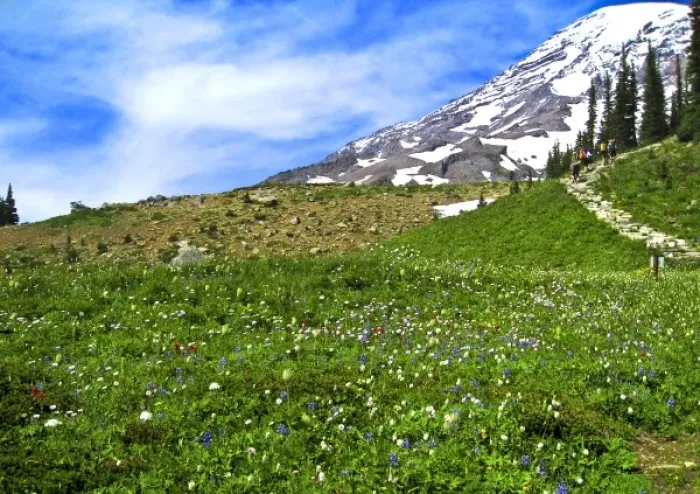 Framed Print : USA, Washington, Mt. Rainier National Park, Skyline Trail Framed Print : USA, Washington, Mt. Rainier National Park, Skyline Trail