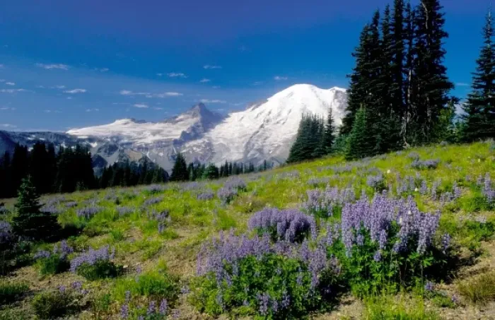 Framed Print : USA, Washington, Mt. Rainier National Park