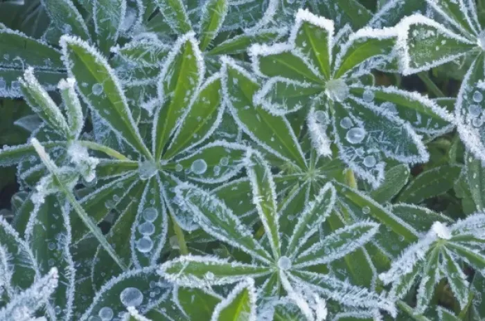 Framed Print : USA, Washington, Mt. Rainier National Park, Mazama Ridge, Frost on Lupine Leaves Framed Print : USA, Washington, Mt. Rainier National Park, Mazama Ridge, Frost on Lupine Leaves