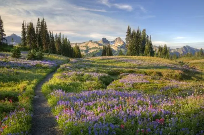 Framed Print : USA, Washington, Mt. Rainier NP, Tatoosh Range and wildflowers, view from Mazama Ridge Framed Print : USA, Washington, Mt. Rainier NP, Tatoosh Range and wildflowers, view from Mazama Ridge