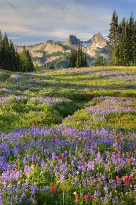 Framed Print : USA, Washington, Mt. Rainier NP, Tatoosh Range and wildflowers, view from Mazama Ridge