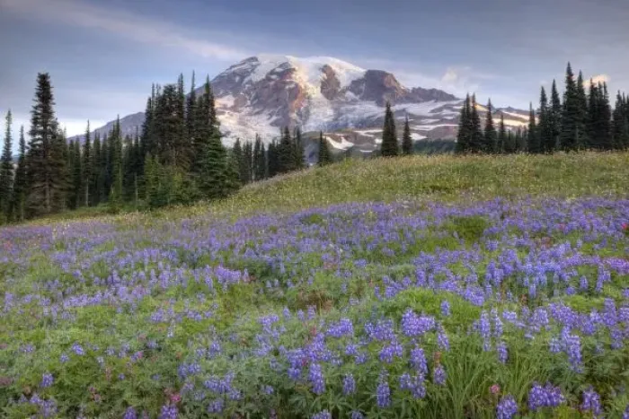 Framed Print : USA, Washington, Mt. Rainier NP, Mt. Rainier and wildflowers at Mazama Ridge