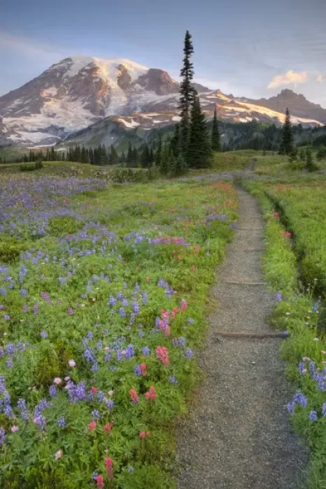 Framed Print : USA, Washington, Mt. Rainier NP, Mt. Rainier and wildflowers at Mazama Ridge Framed Print : USA, Washington, Mt. Rainier NP, Mt. Rainier and wildflowers at Mazama Ridge