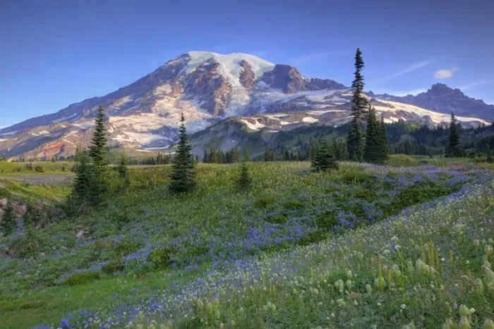 Framed Print : USA, Washington, Mt. Rainier NP, Mt. Rainier and wildflowers at Mazama Ridge Framed Print : USA, Washington, Mt. Rainier NP, Mt. Rainier and wildflowers at Mazama Ridge