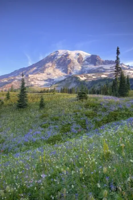 Framed Print : USA, Washington, Mt. Rainier NP, Mt. Rainier and wildflowers at Mazama Ridge Framed Print : USA, Washington, Mt. Rainier NP, Mt. Rainier and wildflowers at Mazama Ridge