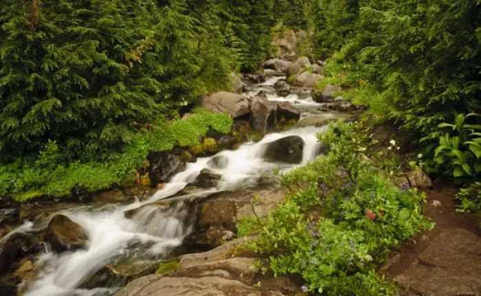 Framed Print : USA, Washington, Mt. Rainier. Summer wildflowers bloom along Paradise Creek in Mt