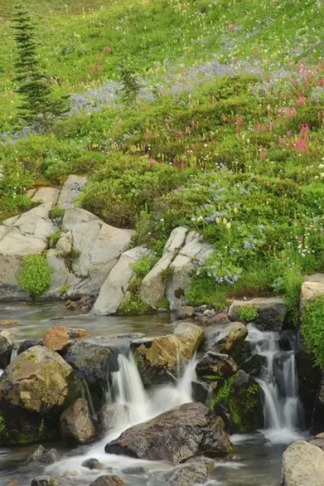 Framed Print : USA, Washington, Mt. Rainier. Summer wildflowers dot Edith Creek in Mt. Rainier National Framed Print : USA, Washington, Mt. Rainier. Summer wildflowers dot Edith Creek in Mt. Rainier National