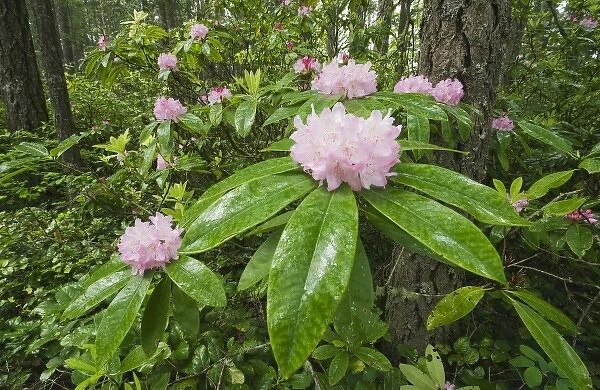 USA, Washington, Mt. Walker, Olympic National Forest, Coast Rhododendron  /  Pacific Rhododendron (Rhododendron macrophyllum)