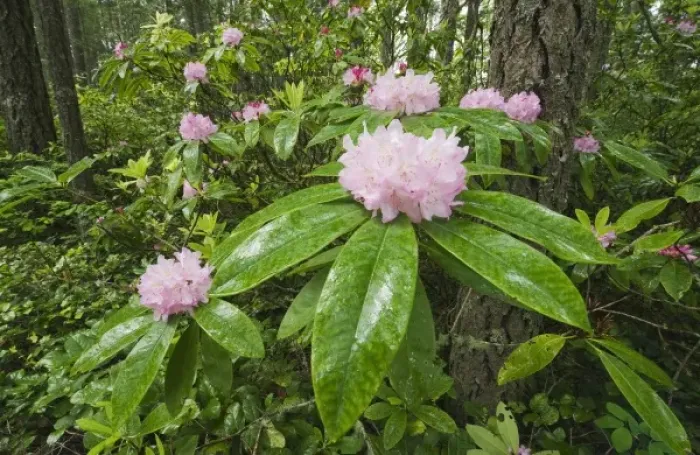 Framed Print : USA, Washington, Mt. Walker, Olympic National Forest, Coast Rhododendron / Pacific Rhododendron (Rhododendron macrophyllum) Framed Print : USA, Washington, Mt. Walker, Olympic National Forest, Coast Rhododendron / Pacific Rhododendron (Rhododendron macrophyllum)