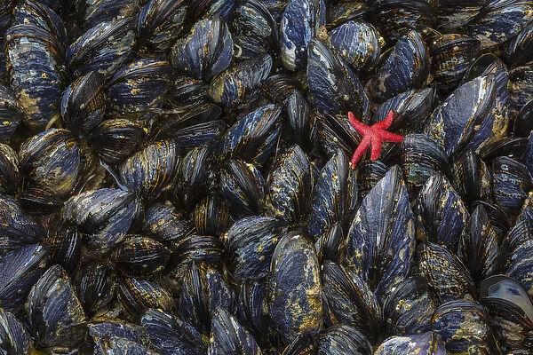 USA, Washington. Mussels and red sea star in Salt Creek Recreation Area. Credit as