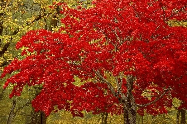 USA, Washington, Newhalem. Fall colors decorate maple trees