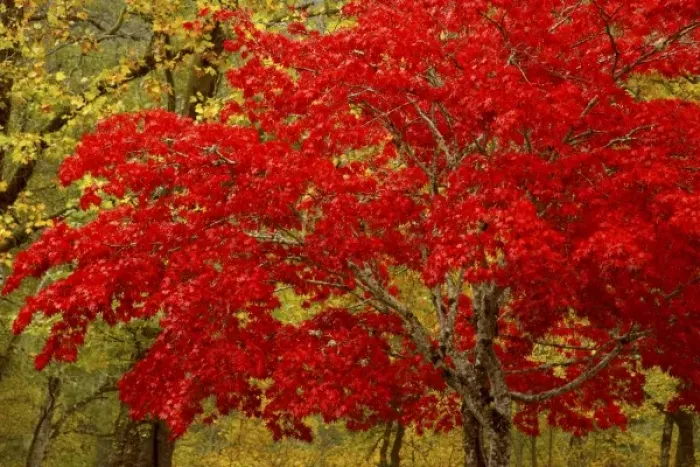Framed Print : USA, Washington, Newhalem. Fall colors decorate maple trees