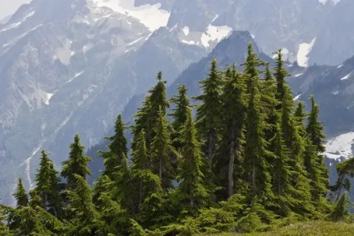 Framed Print : USA, Washington, North Cascades National Park, Cascade Pass. Mountain hemlock trees in wilderness