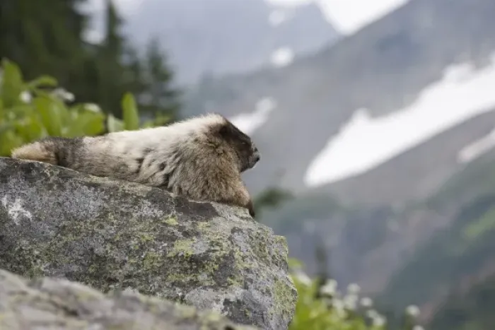 Framed Print : USA, Washington, North Cascades National Park, Cascade Pass. Marmot sitting on rock Framed Print : USA, Washington, North Cascades National Park, Cascade Pass. Marmot sitting on rock