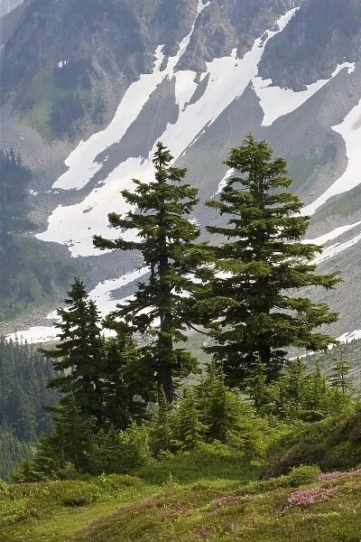 USA, Washington, North Cascades National Park, Cascade Pass. Mountain hemlock trees in wilderness