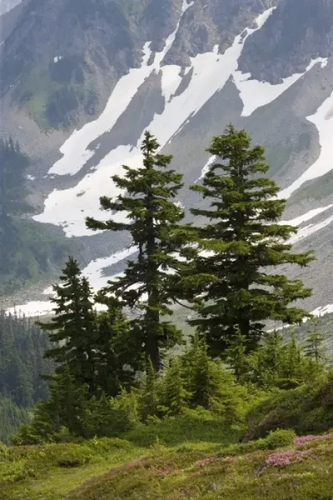 Framed Print : USA, Washington, North Cascades National Park, Cascade Pass. Mountain hemlock trees in wilderness Framed Print : USA, Washington, North Cascades National Park, Cascade Pass. Mountain hemlock trees in wilderness