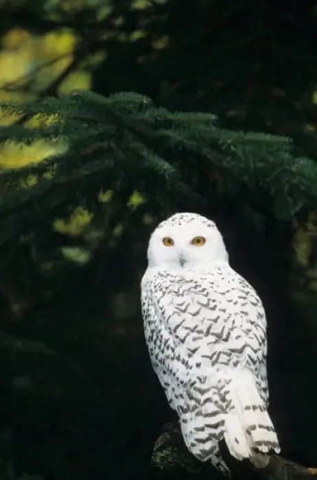 Framed Print : USA, Washington, Northwest Trek. Snowy owl (captive) Framed Print : USA, Washington, Northwest Trek. Snowy owl (captive)