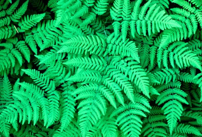 Framed Print : USA, Washington, Oak Fern