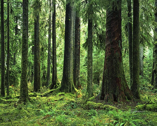USA, Washington, Olympic National Forest, Hoh Rain Forest, Virgin Sitka Spruce