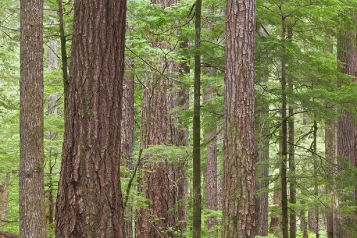 Framed Print : USA, Washington, Olympic National Forest. Stand of old growth Douglas fir trees. Credit as Framed Print : USA, Washington, Olympic National Forest. Stand of old growth Douglas fir trees. Credit as