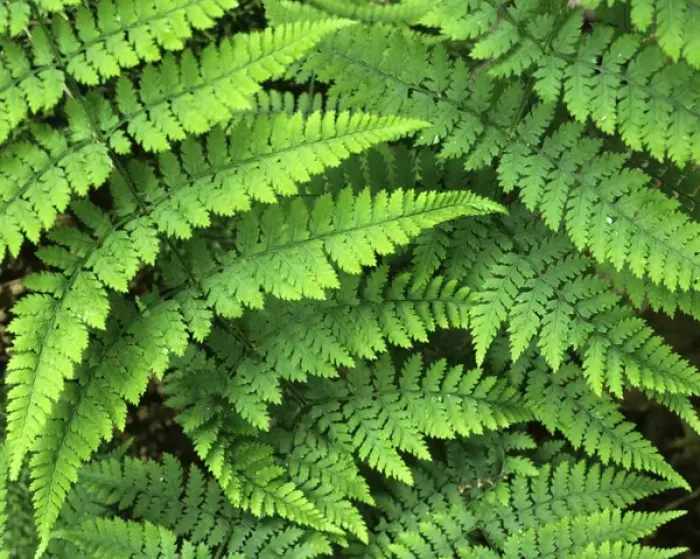 Framed Print : USA, Washington, Olympic National Park, Athyrium filix-femina, Lady Fern Framed Print : USA, Washington, Olympic National Park, Athyrium filix-femina, Lady Fern